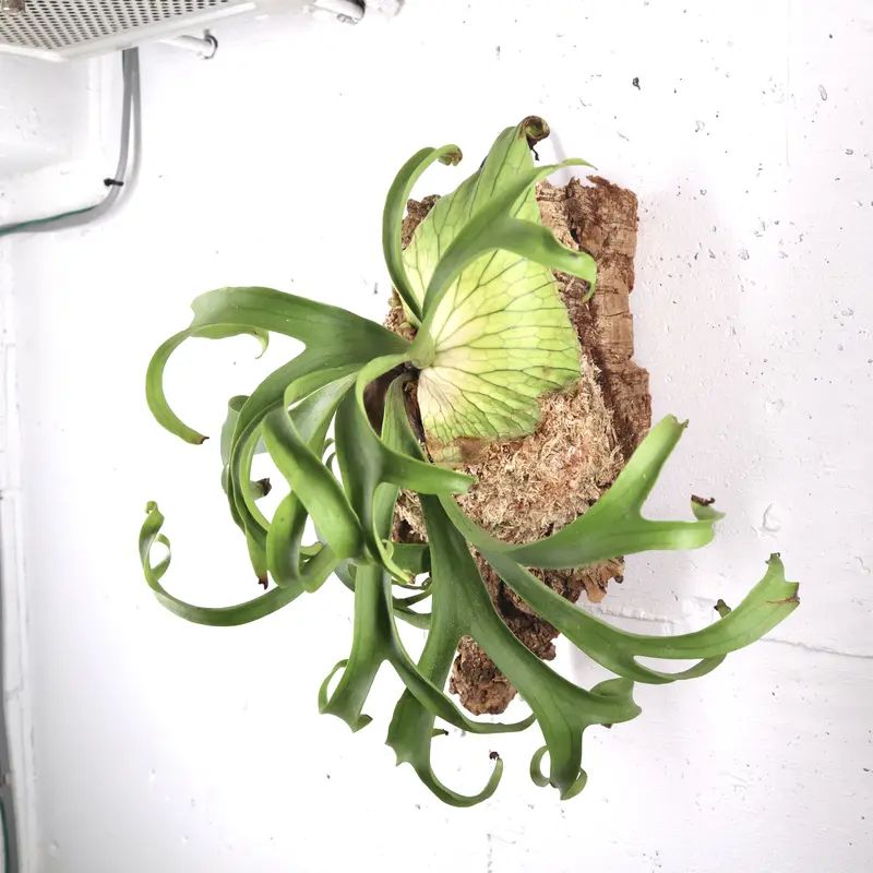 P1612 ビカクシダ コロナリウム ホワイト P.coronarium cv. white