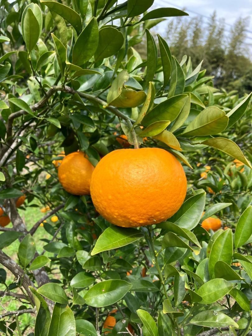 農薬：栽培期間中不使用,無化学肥料,木成り完熟紅甘夏みかん10kg 訳あり-1