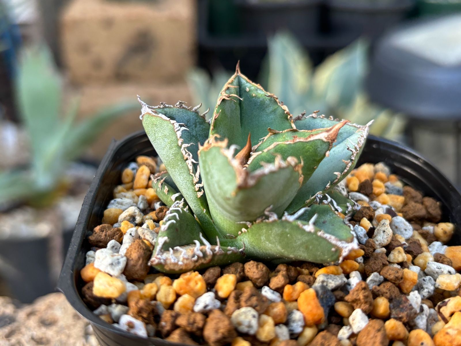アガベ チタノタ 麻花龍 Agave titanota '麻花龍' 栽培記録の紹介 – ゆるぷ