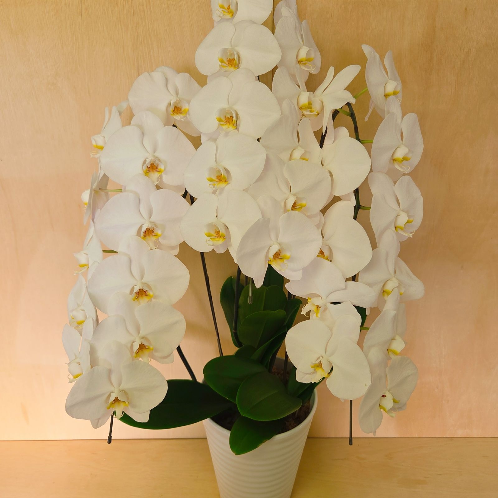胡蝶蘭 白 1鉢 100cm超え 大きいサイズ