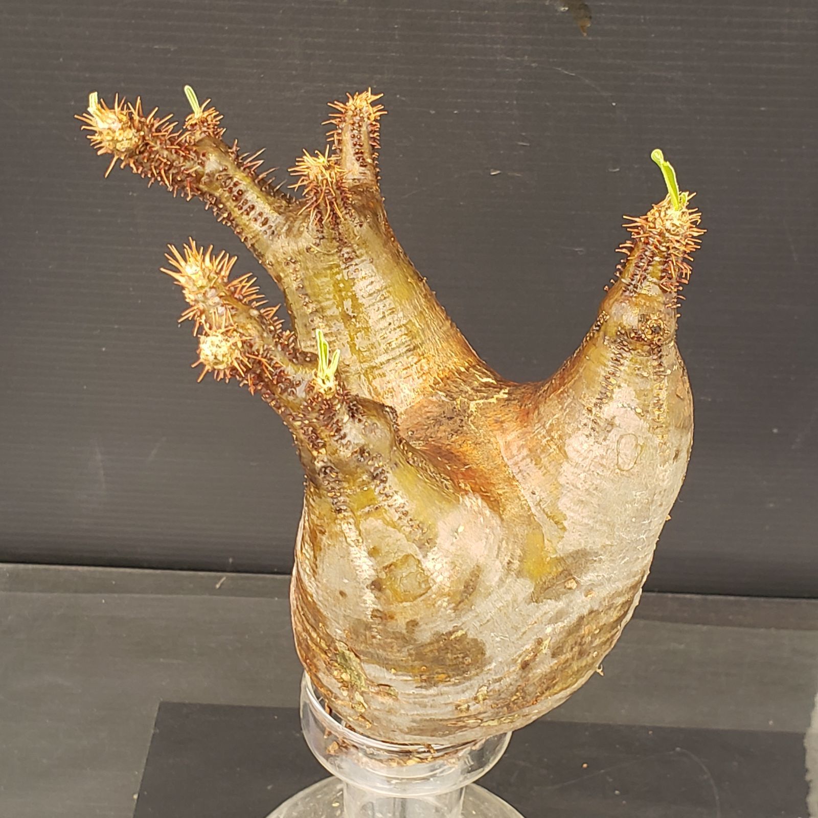 M578【最新到着】Pachypodium グラキリス（S）（現地球・抜き苗