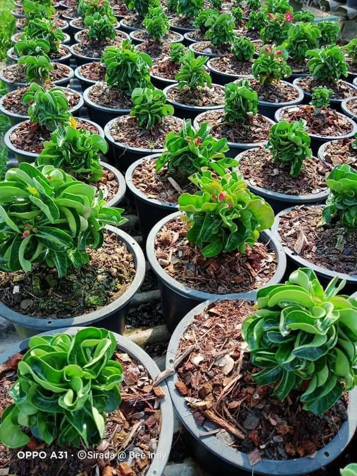 bk27 アデニウム 獅子葉 ドーセットホーン コーデックス アラビカム ⑨《 Adenium Arabicum D.H.A》アデニウム アラビカム 獅子葉