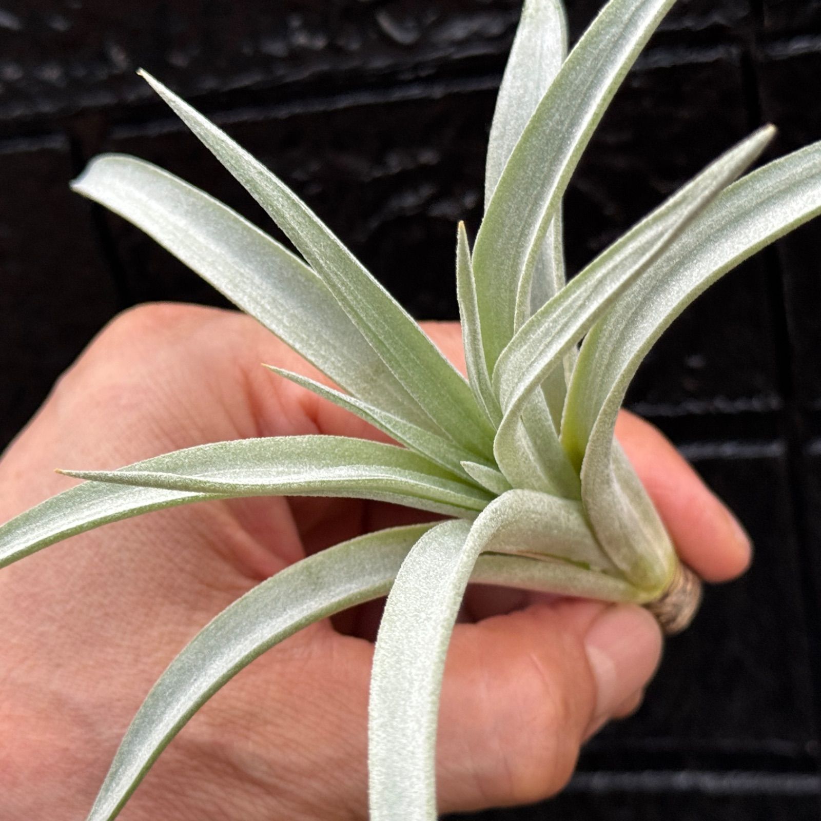 チランジア ハリシー×(キセログラフィカ×ブラキカウロス) Tillandsia