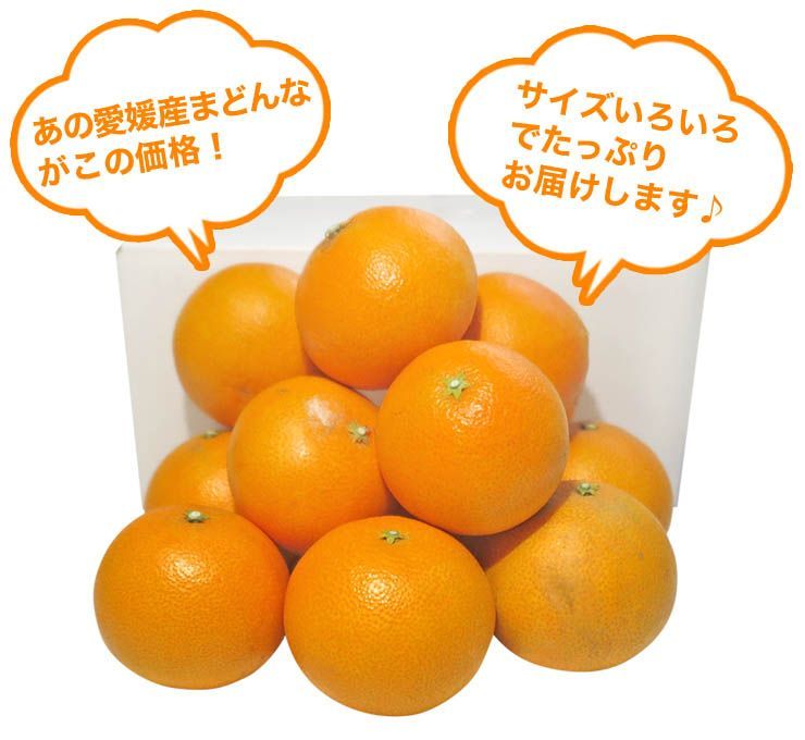 出荷日お任せ 指定日不可