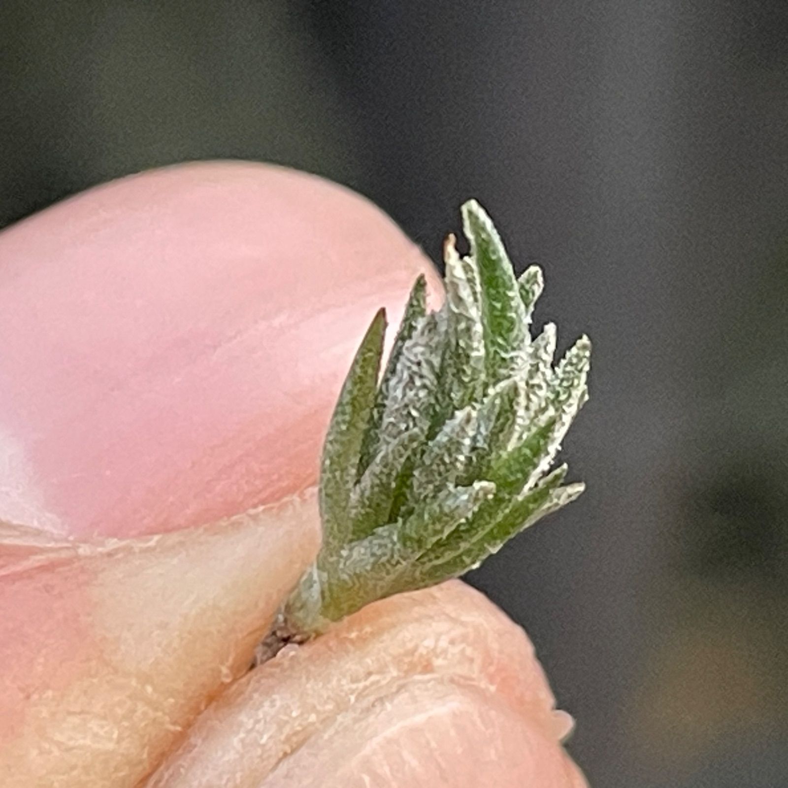 Tillandsia arequitae ティランジア・アレキタエ ◆ウルグアイ採集株◆その１ 現品) チランジア 交配種(アレキタエ × ヒルダエ) (No.22227) (エアー