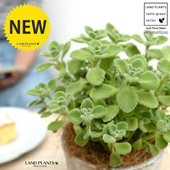 真作】絵画 近藤晴彦 油彩3号（板絵） 渓谷の遠景 厚塗りタッチ Y64