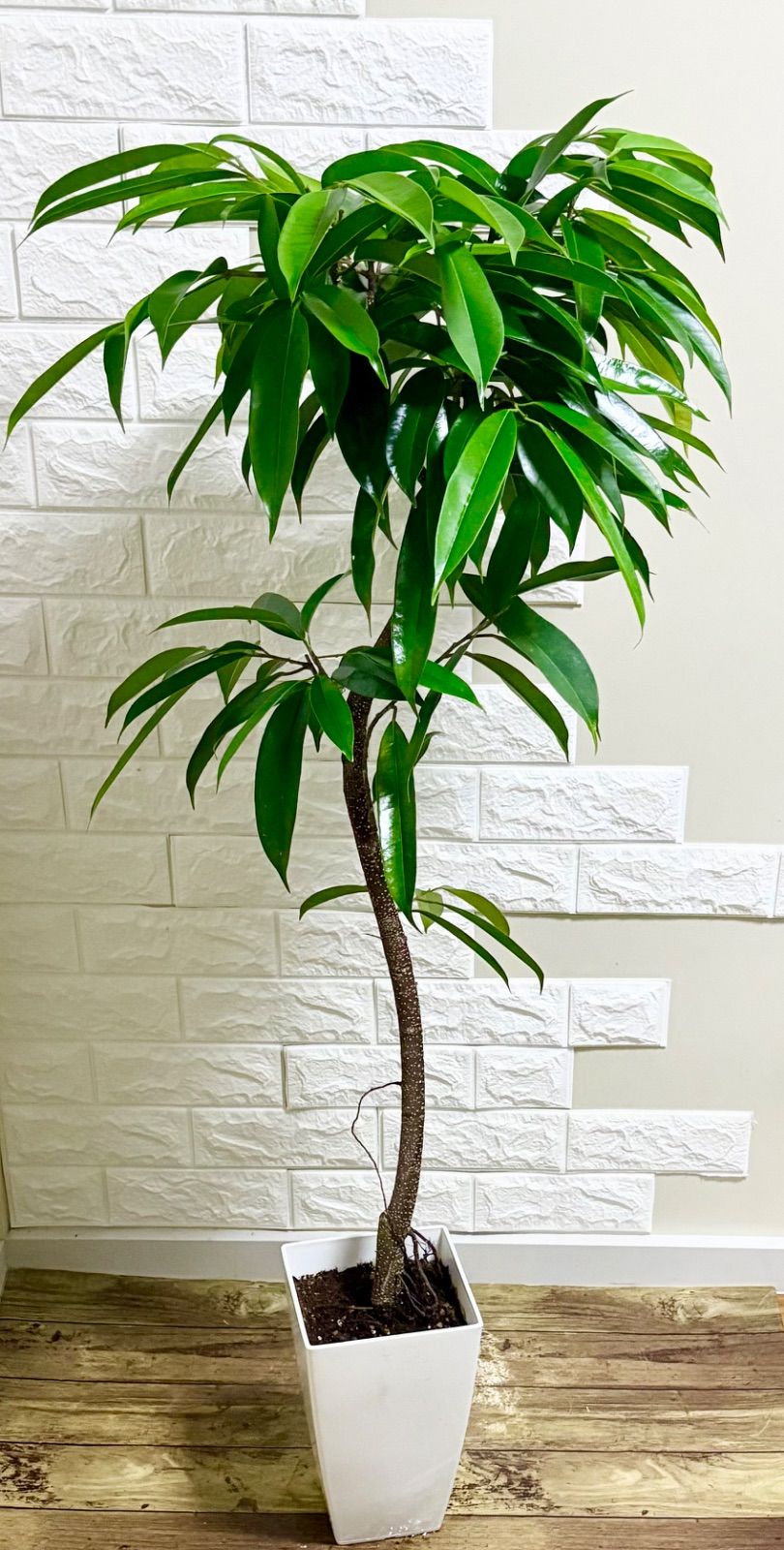 フィカス⭐️アムステルダムキング⭐️曲がり 観葉植物 フィカス  