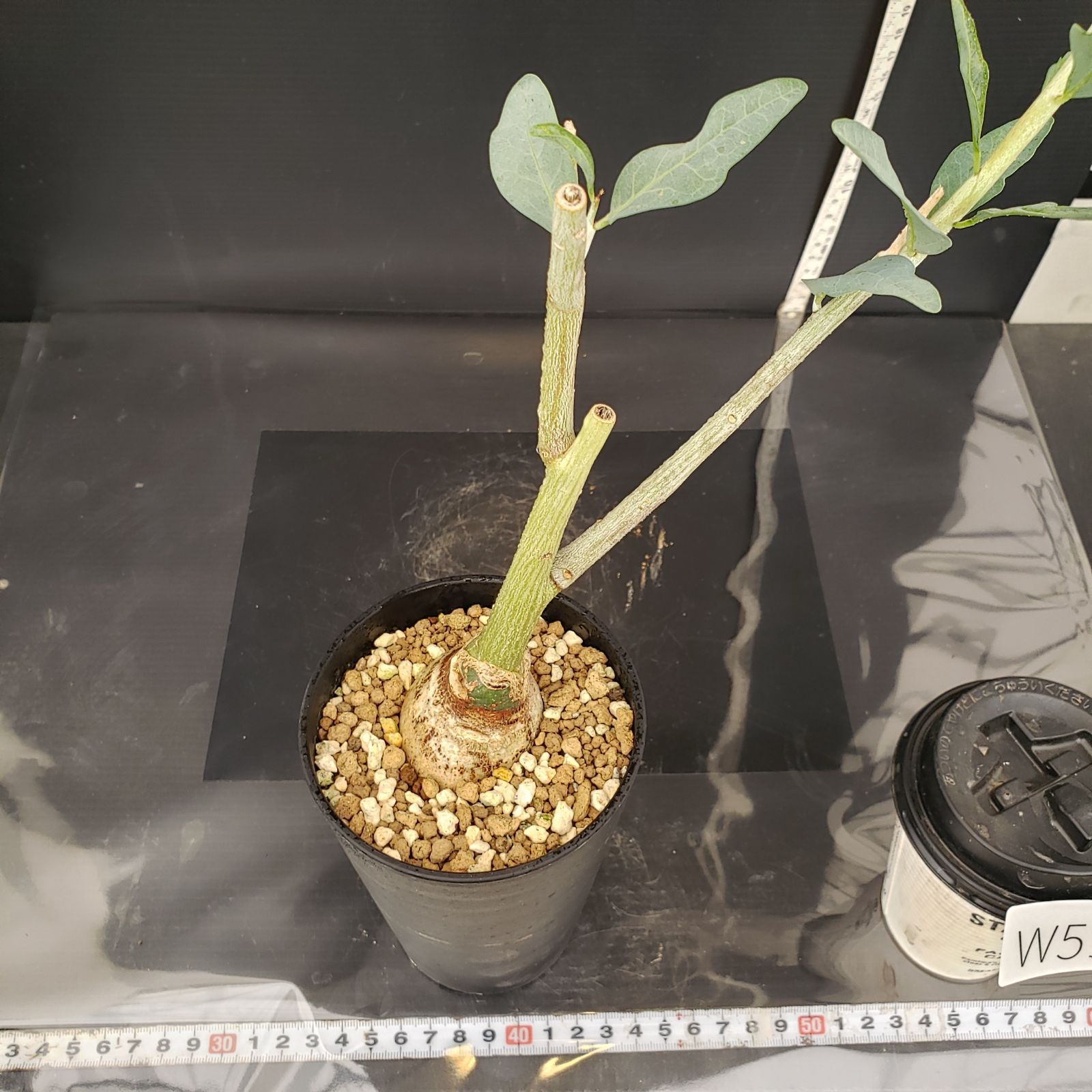 まるまる【激レア/極美/大株/塊根植物】アデニア ペナンギアナ 鉢植え W514【自社養生株】アデニア ペチュエリー（接ぎ木・発根株