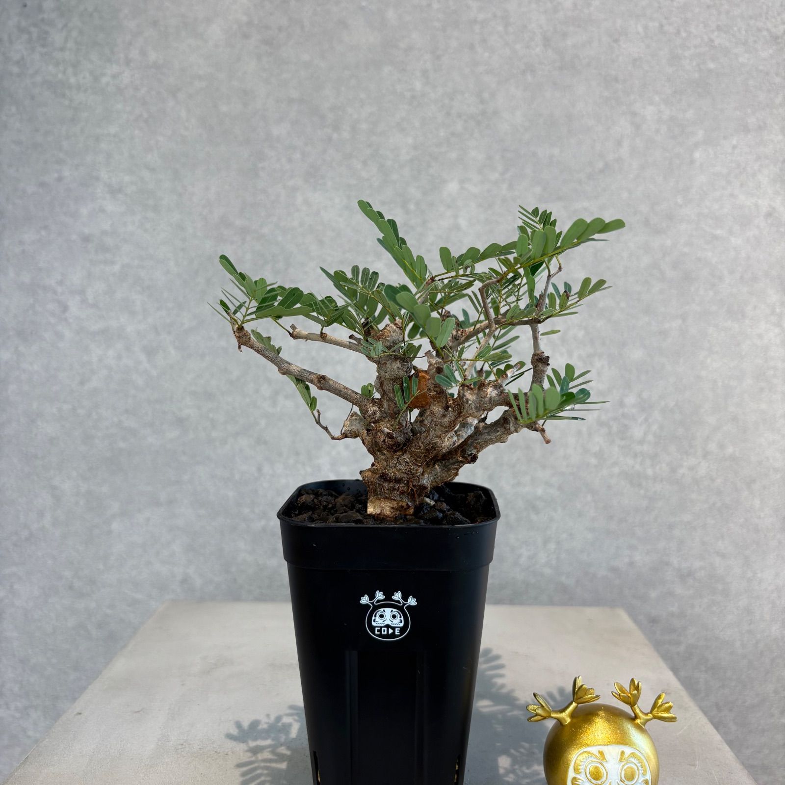 T408【自社養生株】アデニア クリスタルグリーン（現地球・発