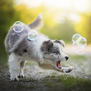 ベーコンとピーナッツバターの香り付きシャボン玉 犬用 - 各8オンスボトル1本! 100%非毒性、破れにくく、犬と子供に安全