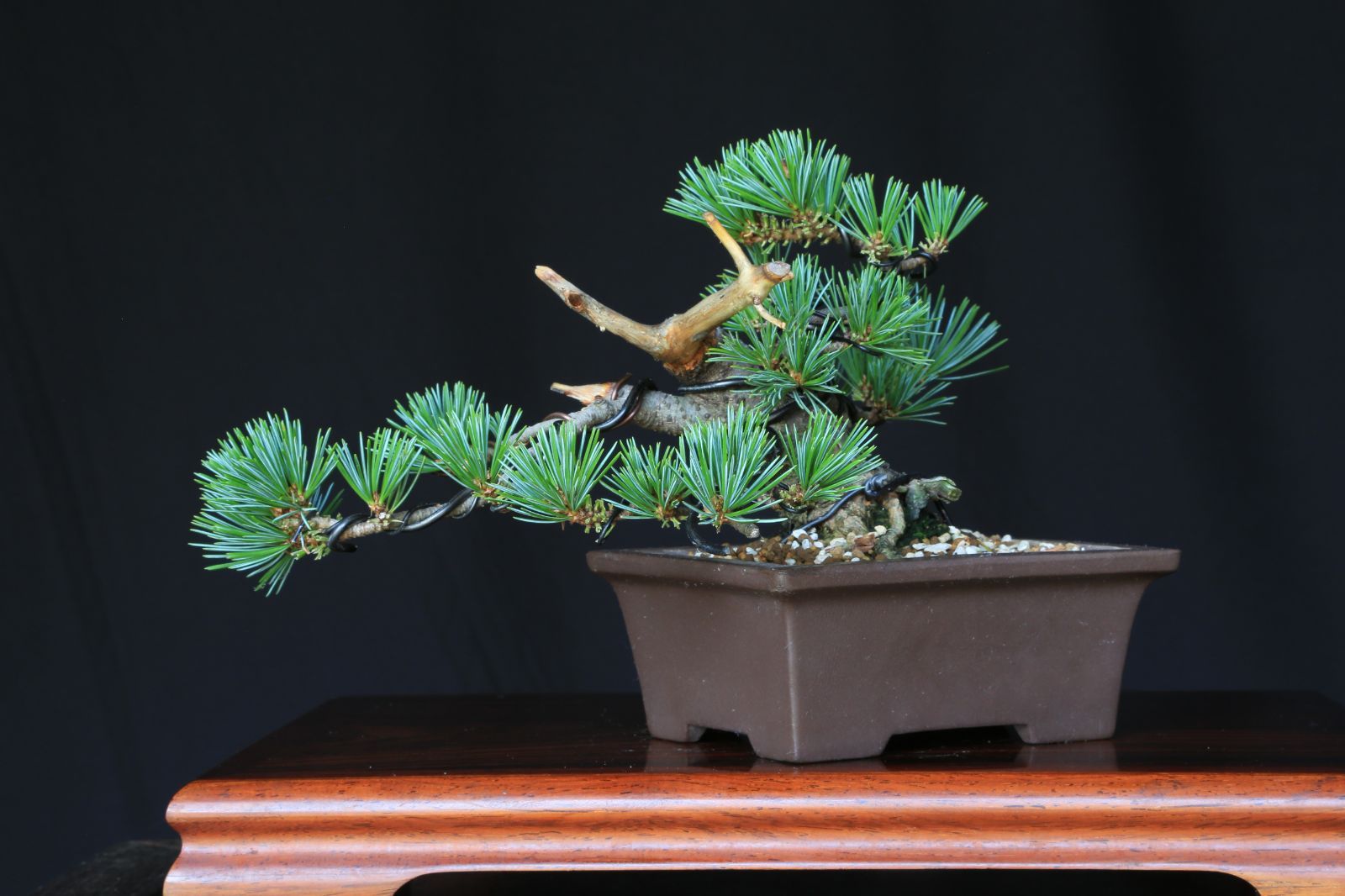 小品盆栽、赤石五葉松、半懸崖作り 目立った傷汚れなし 盆栽 ライト