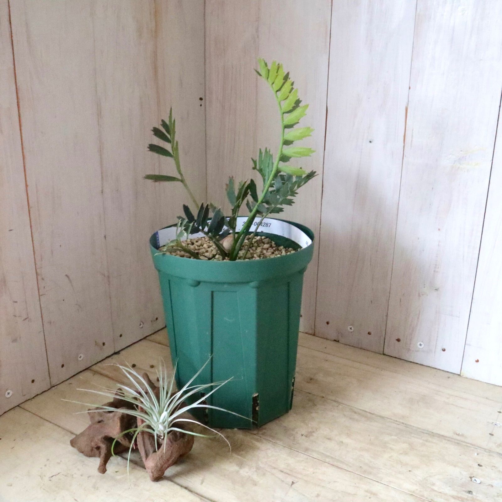 現品♡絶滅種♡ヒメオニソテツ♡ エンセファラルトス ホリダス♡ 現品♡絶滅種♡ヒメオニソテツ♡ エンセファラルトス ホリダス