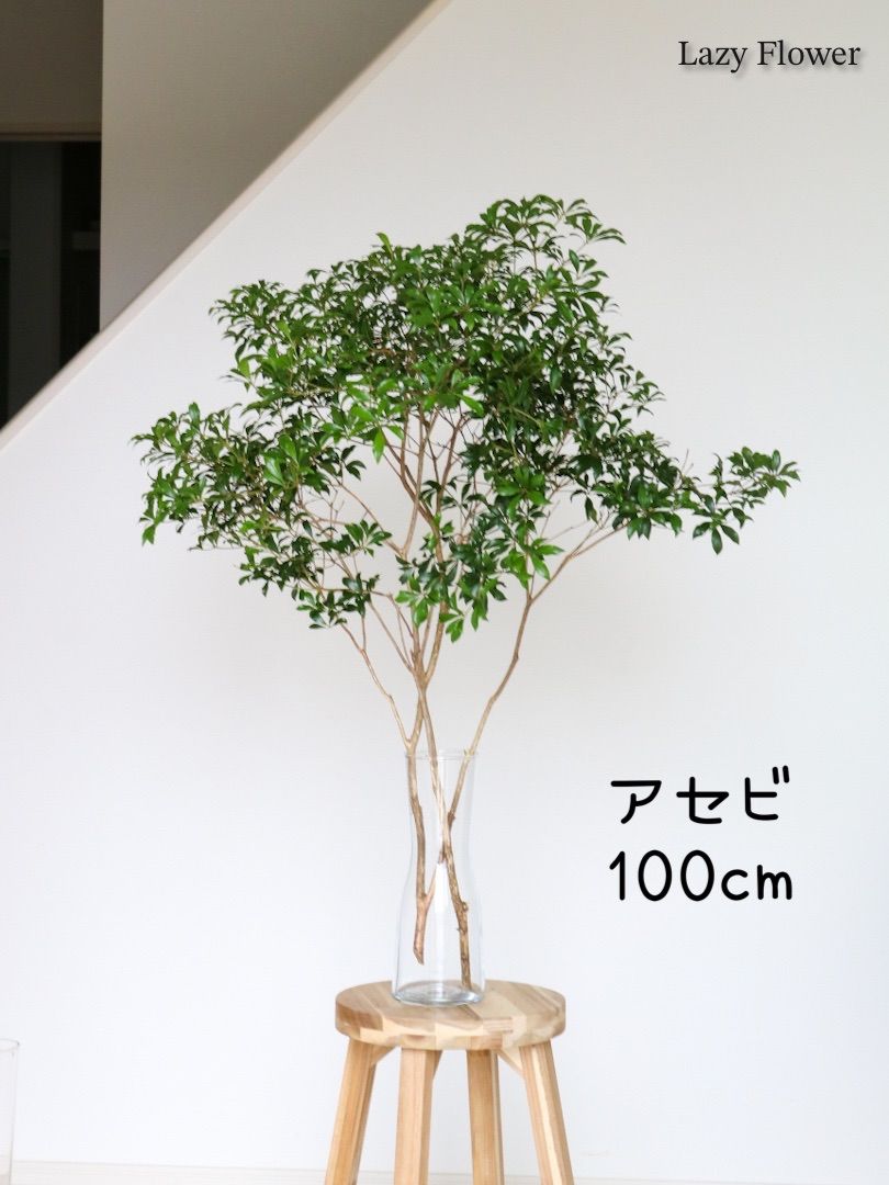 フラワーベース 込み アセビ 枝物 インテリア 装飾 生花 馬酔木 オシャレ 枝 枝もの アセビ 馬酔木 切花 生花 枝 枝物 80cm〜 インテリアグリーン