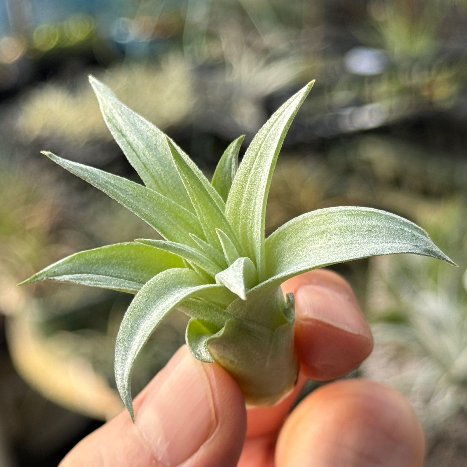 チランジア ハリシー × キセログラフィカ 現品】チランジア・ハリシー×キセログラフィカ T. harrisii x