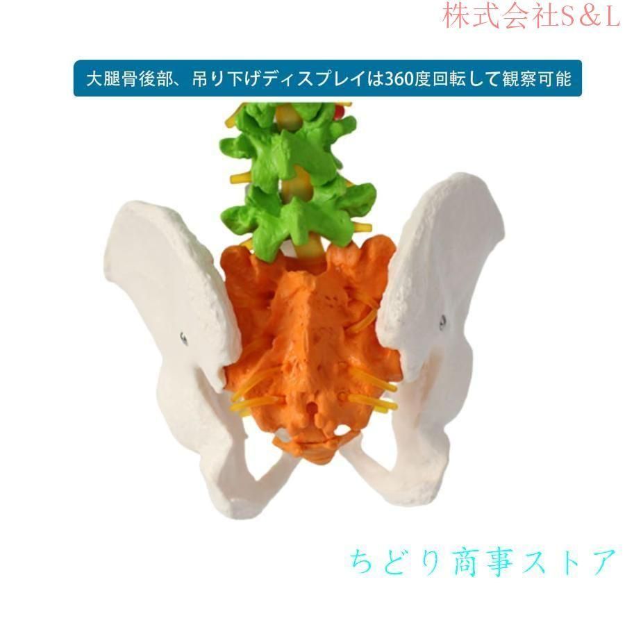 脊髄骨盤模型 実物大 色付きの柔軟な脊椎解剖モデル 折り曲げ可能 人体模型