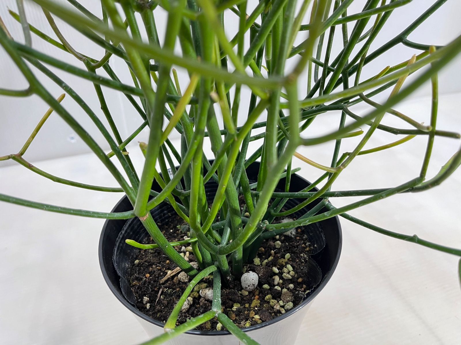 観葉植物】 ミルクブッシュ 【送料無料】 ミルクサンゴ