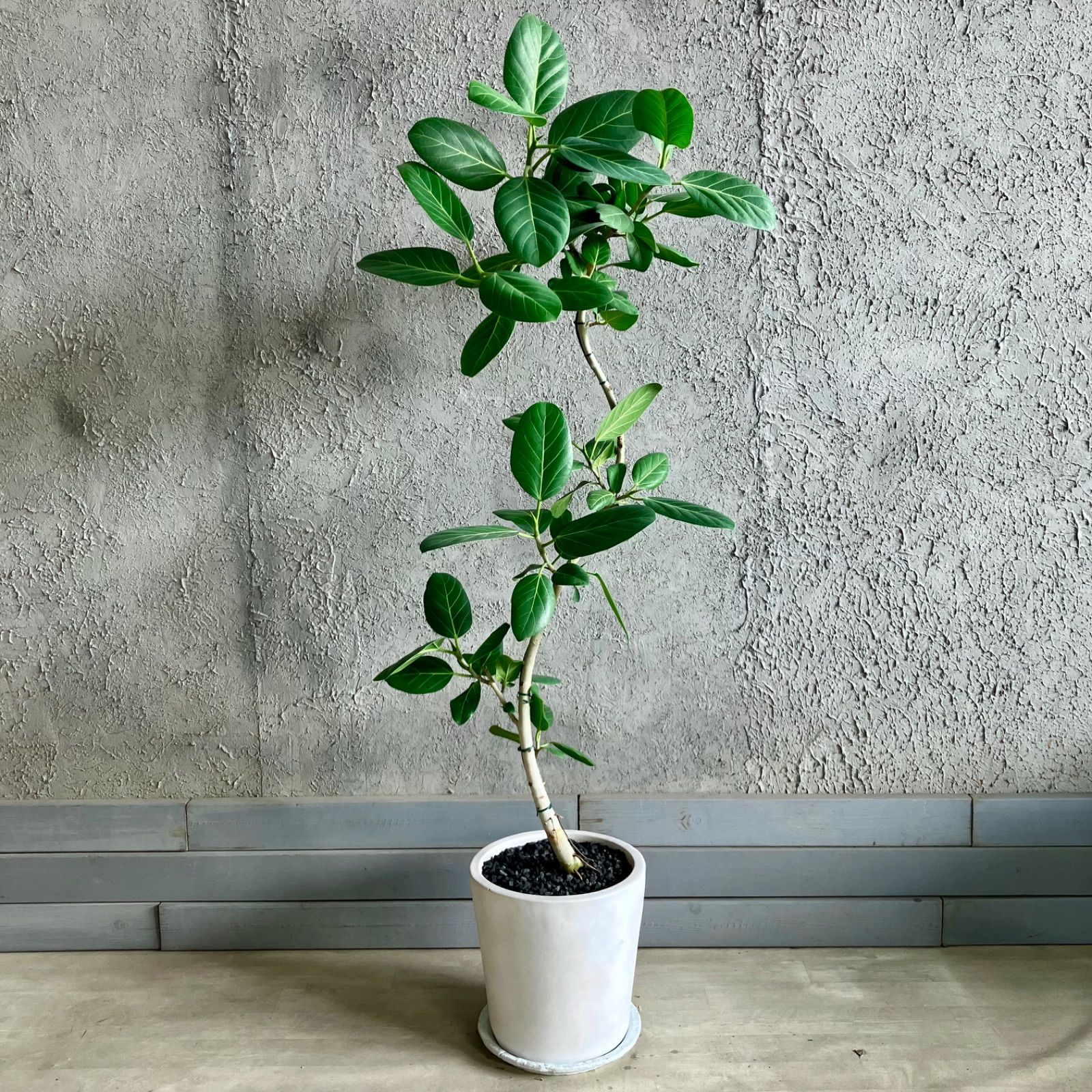 現品］92番 フィカス アルテシマ 8号 観葉植物 室内 大型 ゴムの木