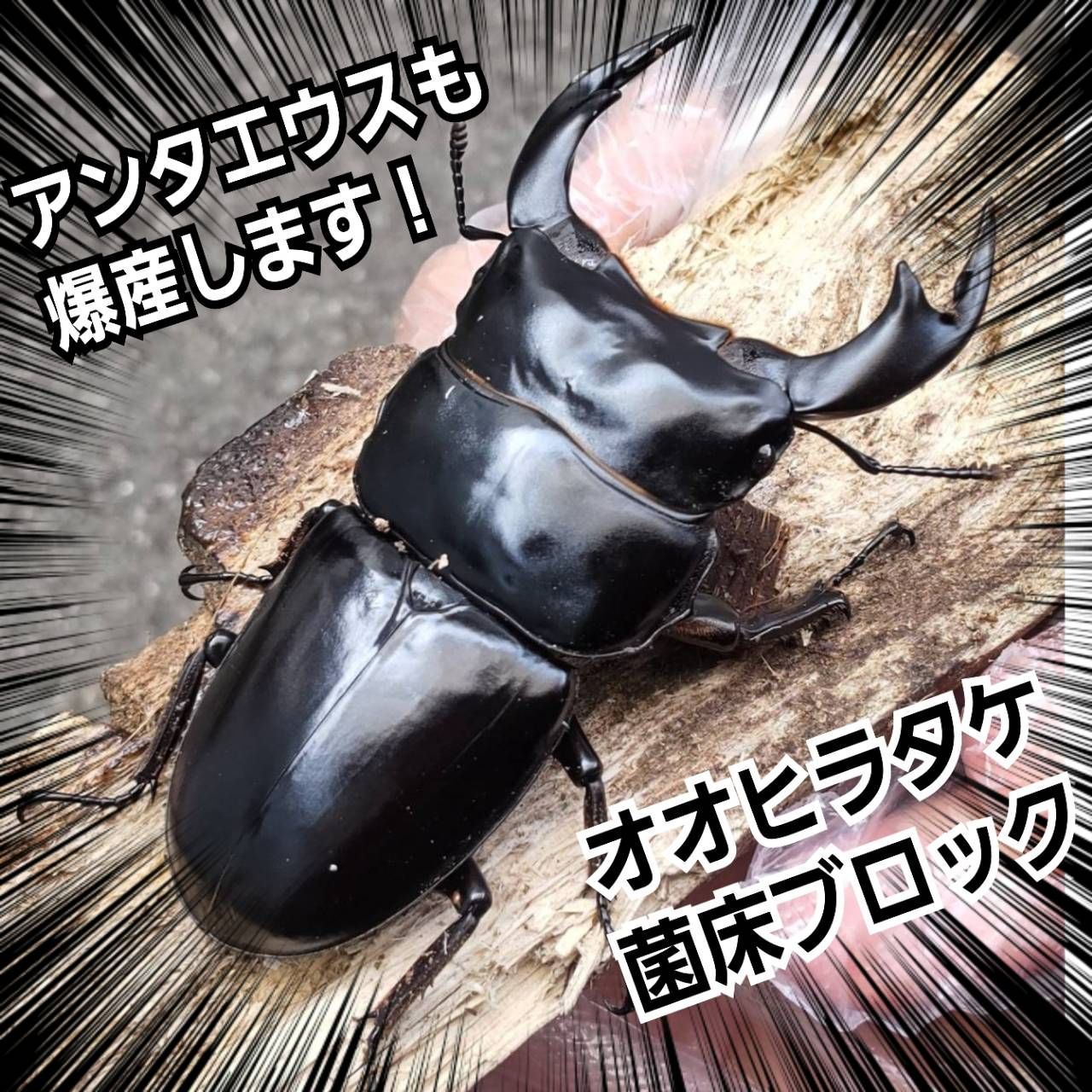 クワガタの産卵に使えます!オオヒラタケ菌床ブロック マットに クワガタの産卵に使えます!オオヒラタケ菌床ブロック マットに