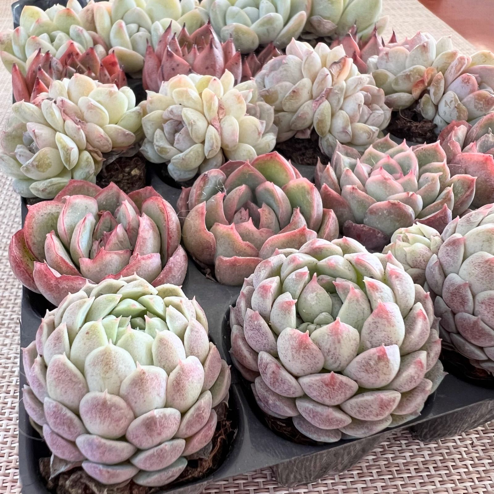 多肉植物 20苗 抜き苗セット ラノリン球♡ノマド♡ベリー♡雪顔♡氷玉  