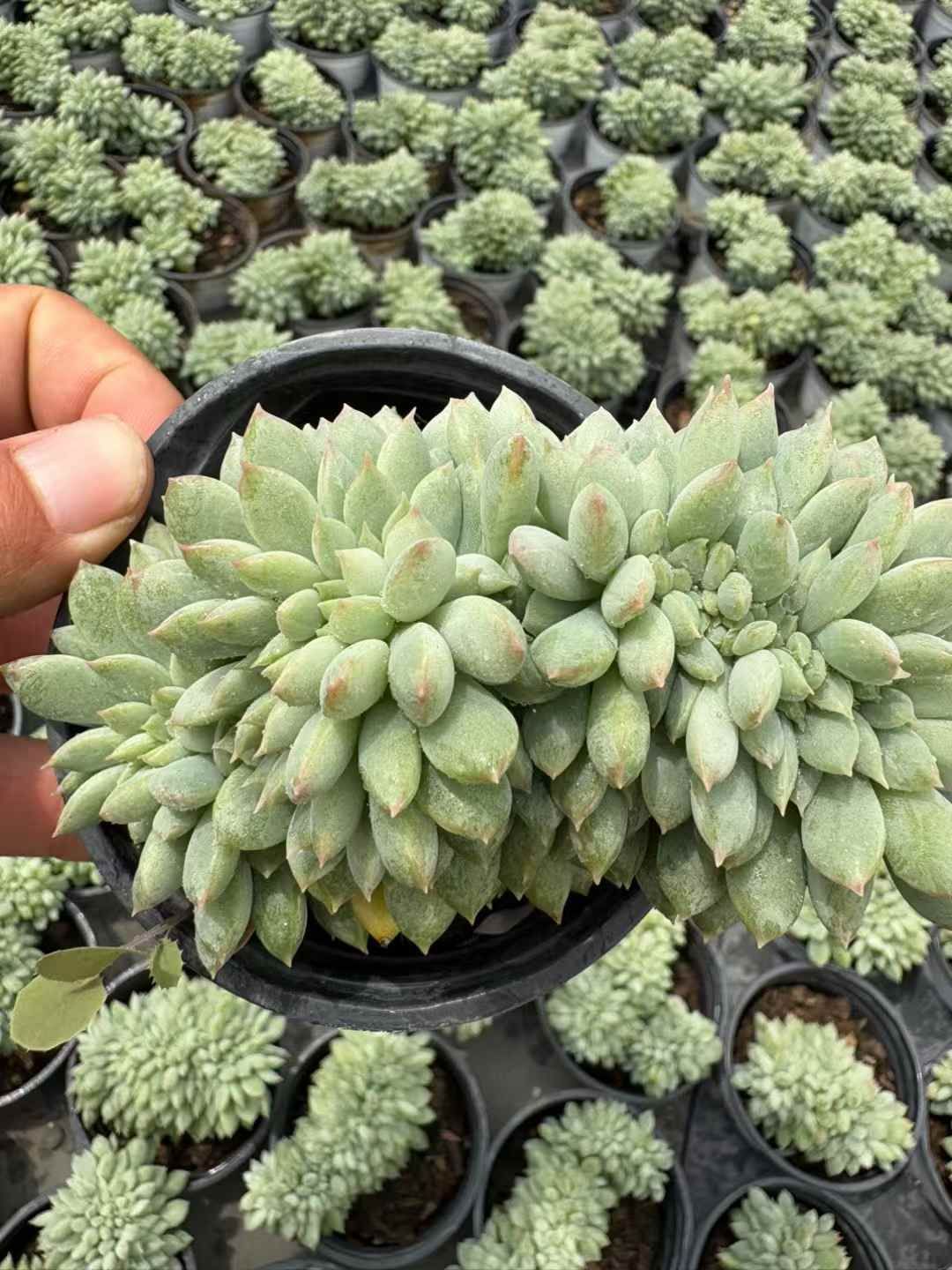 品質保証で、高速配送！ 18株の抜き苗セット ドクターコーネリアス石化 多肉植物 佐川急便発送 エケベリア 韓国苗 XJB618 2025限定 BIGセール ！