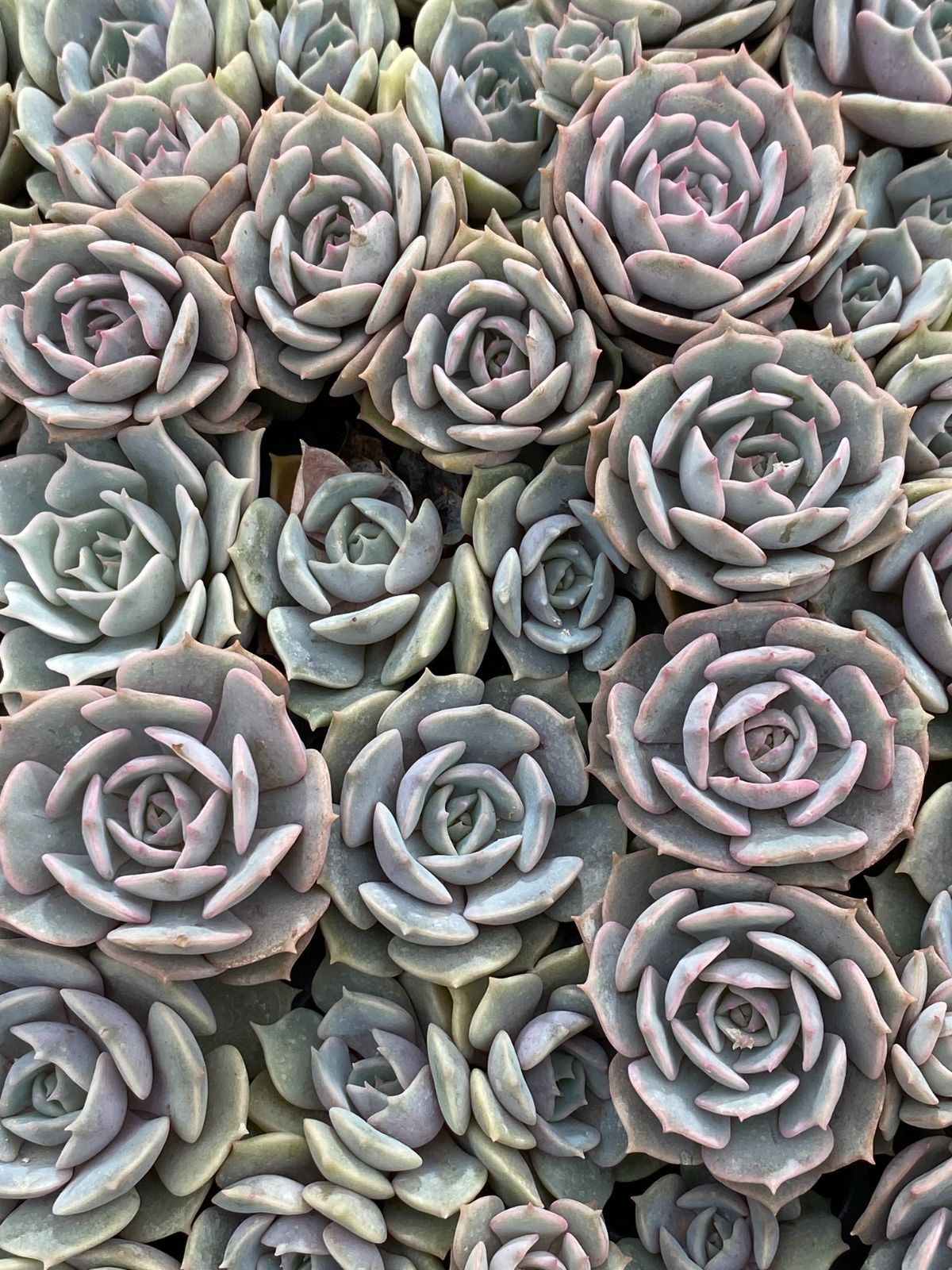 多肉植物【ルナレン】抜き苗　エケベリア 多肉植物 エケベリア ルナレン 抜き苗 その他インテリア雑貨