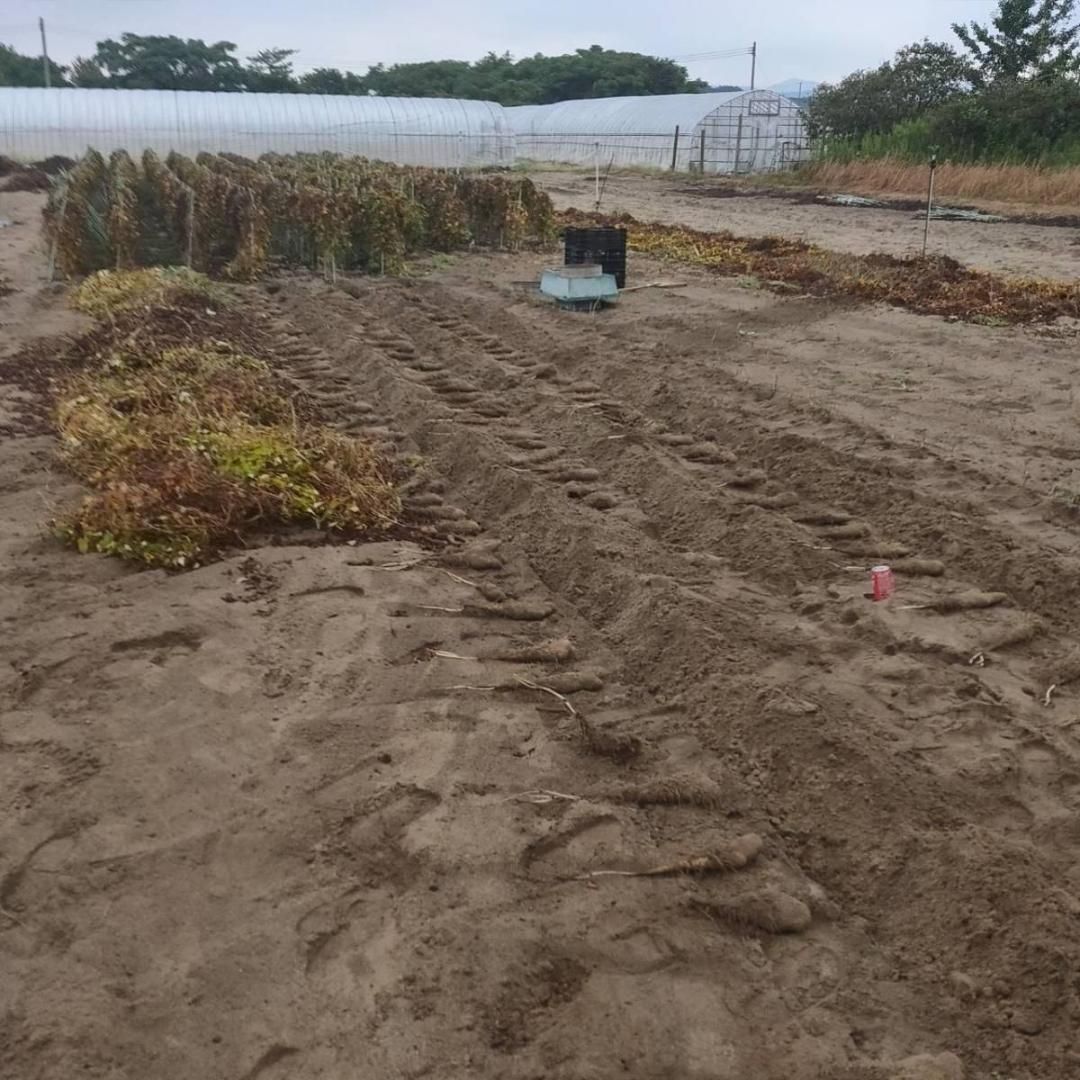 鳥取県産】とっくり芋 短形自然薯 抜きたて 10kg程度 とろろ ねばり 山芋
