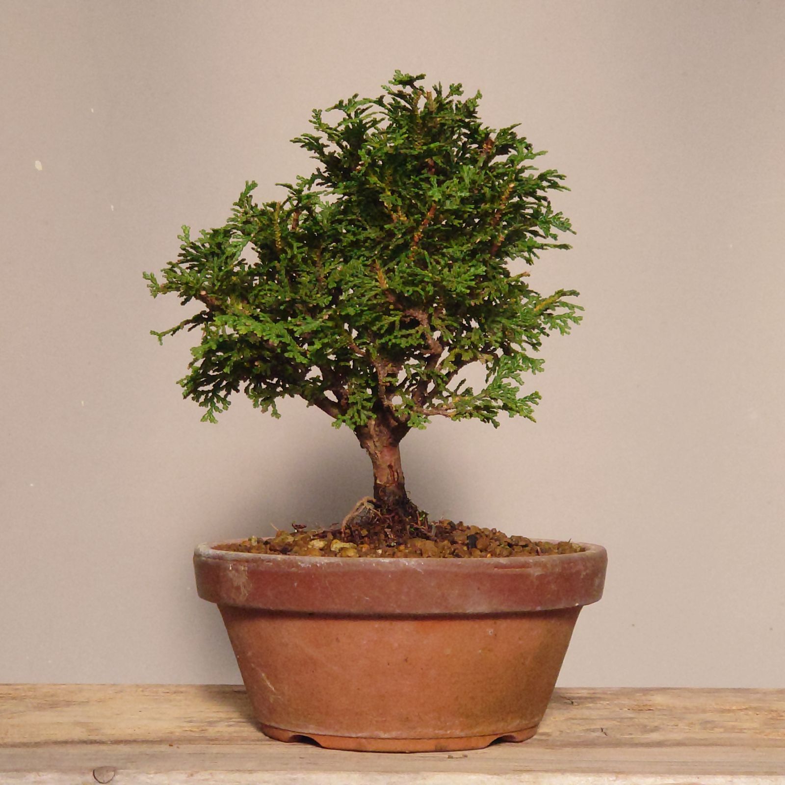 盆栽 コノテガシワ 盆栽 コノテガシワ - メルカリ