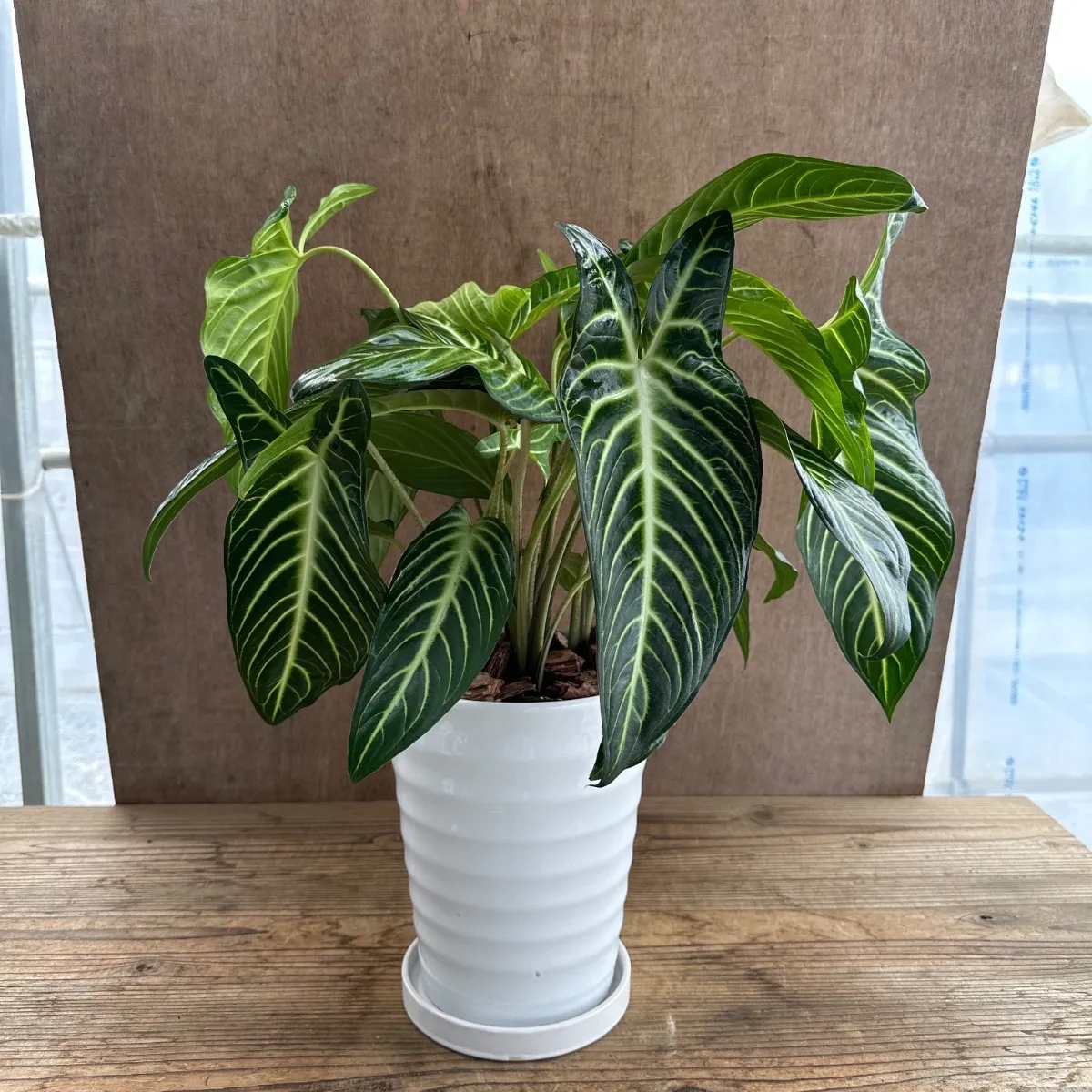 2025年最新】キサントソーマの人気アイテム - メルカリ