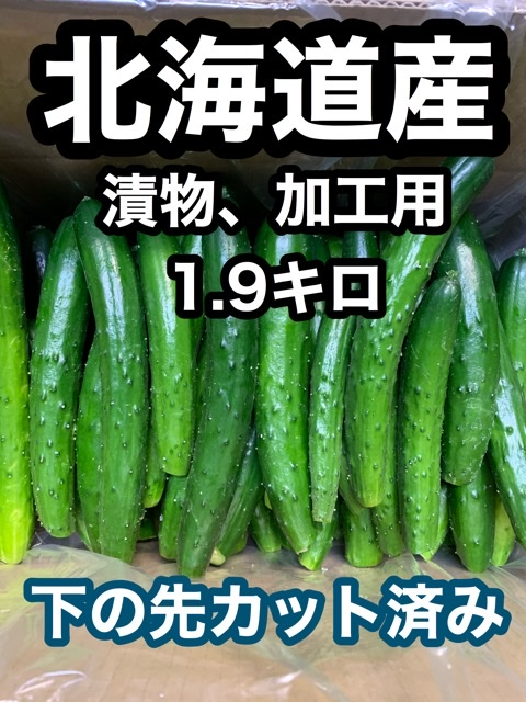 食品ロス　きゅうり　1.9キロ　漬物　加工用　北海道-0