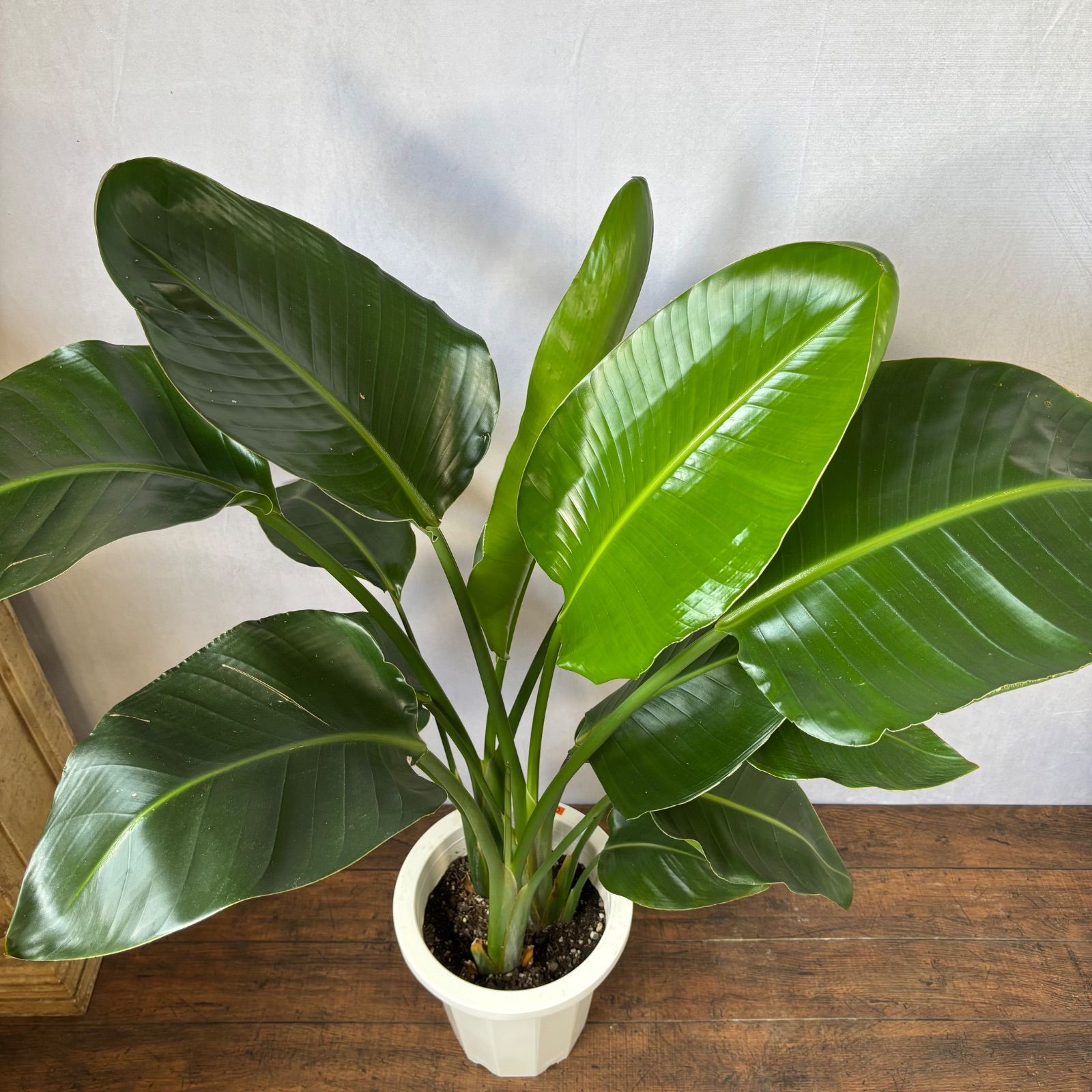 ⑪ ストレリチアオーガスタ 8号 特大苗木最高等級極上品‼️ ③