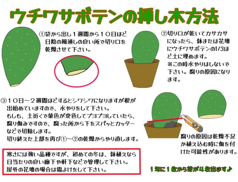 人気急上昇 新品 未使用 ウチワサボテン 大葉2枚以上 リクガメ イグアナ等の食事 殺虫 殺菌剤不使用 植物 観葉植物 Lavacanegra Com Mx Lavacanegra Com Mx