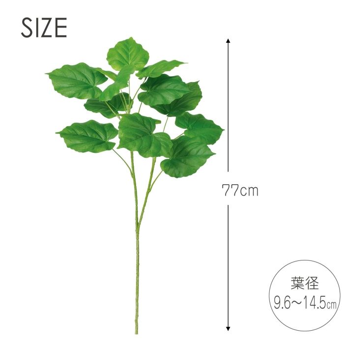 ウンベラータ