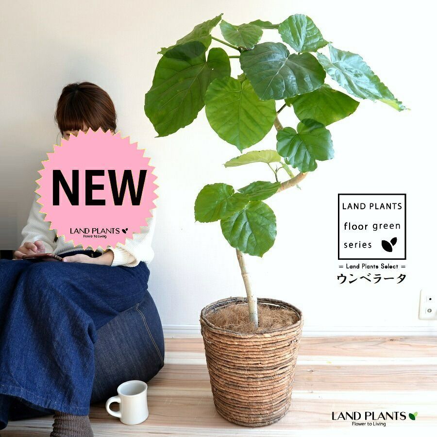 オリーブの木【SOUJU】ネバディロブランコ 8号 幹極太 盆栽仕立て