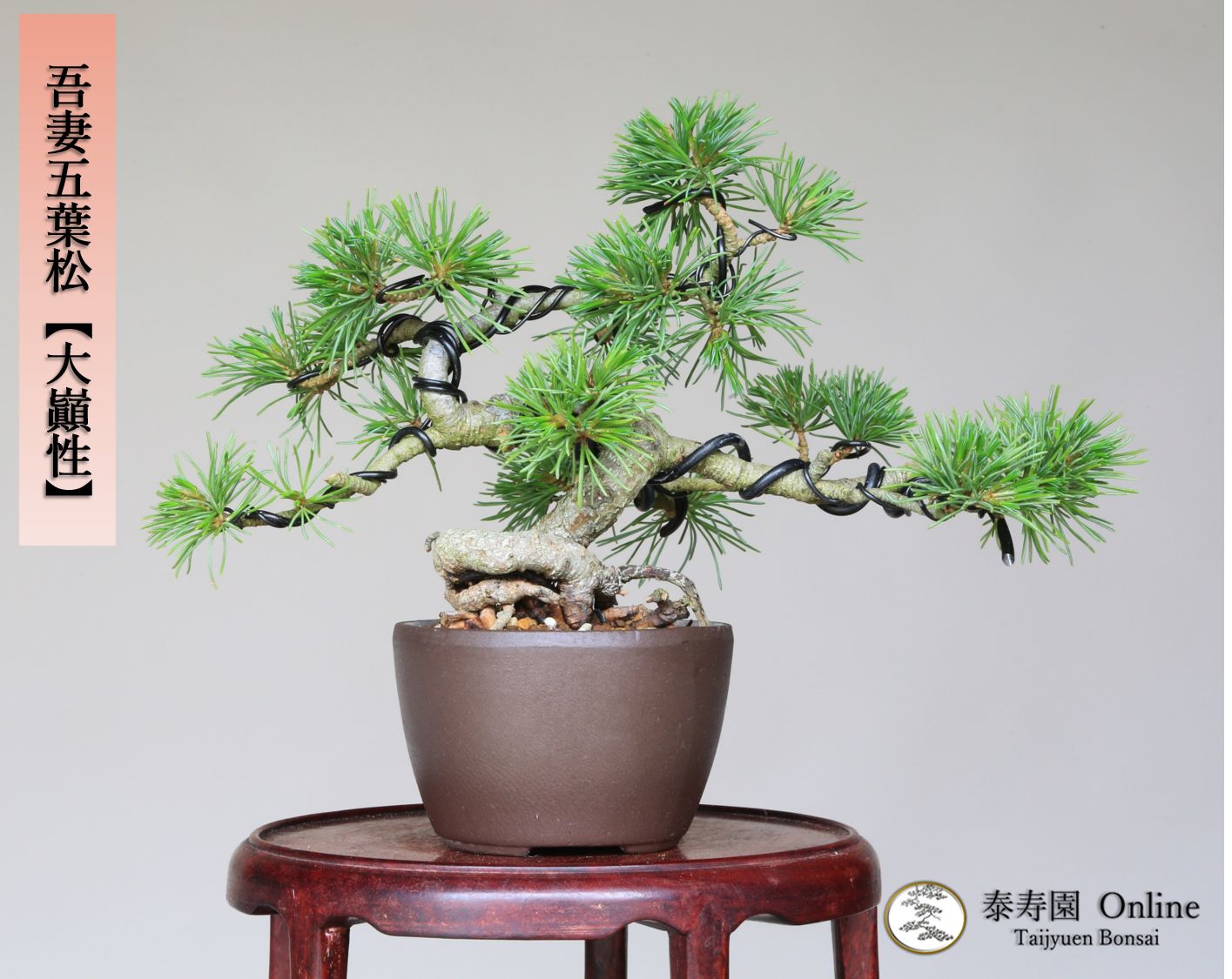 吾妻五葉松 大巓性 ダイテンショウ 実生 小品盆栽 泰寿園 Online 現品 盆栽 松柏 室内 鑑賞 趣味 卓上盆栽 盆栽鉢 グリーン 和 ギフト プレゼント 贈答品 ミニ盆栽 誕生日 母の日 父の日 敬老の日 記念日 お祝い 47