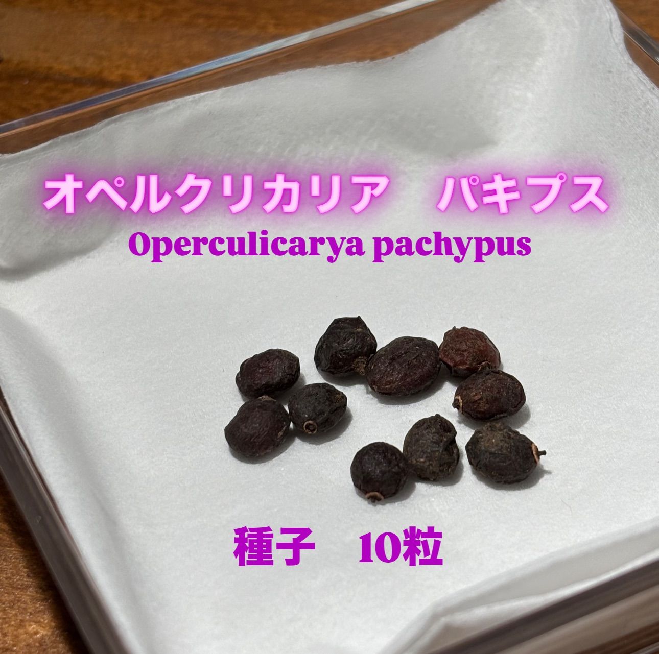 オペルクリカリア パキプス種子 10粒 10粒 オペルクリカリア・パキプス Operculicarya pachypus 実生 種子