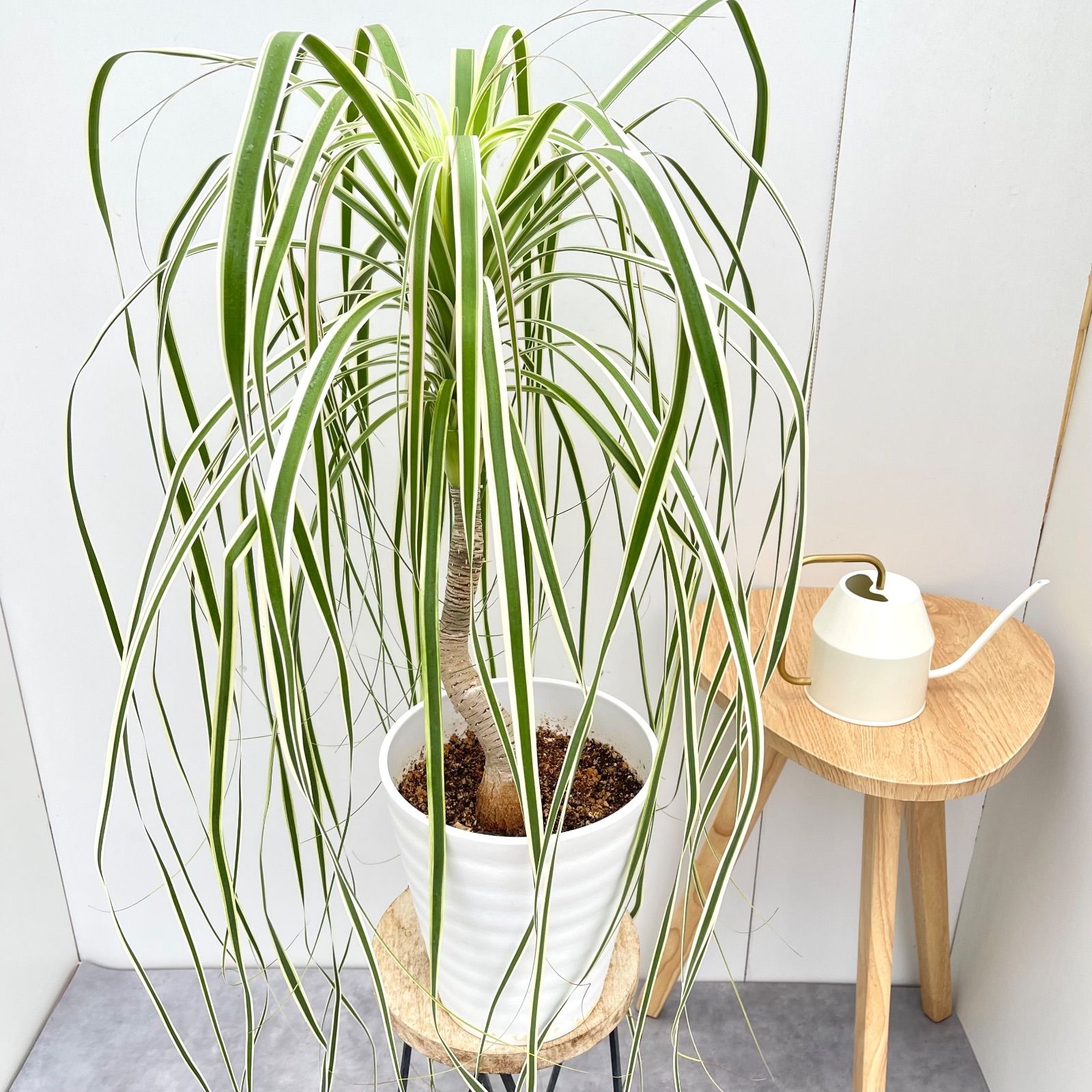 トックリラン ノリナ 斑入り 18 現品 観葉植物 室内