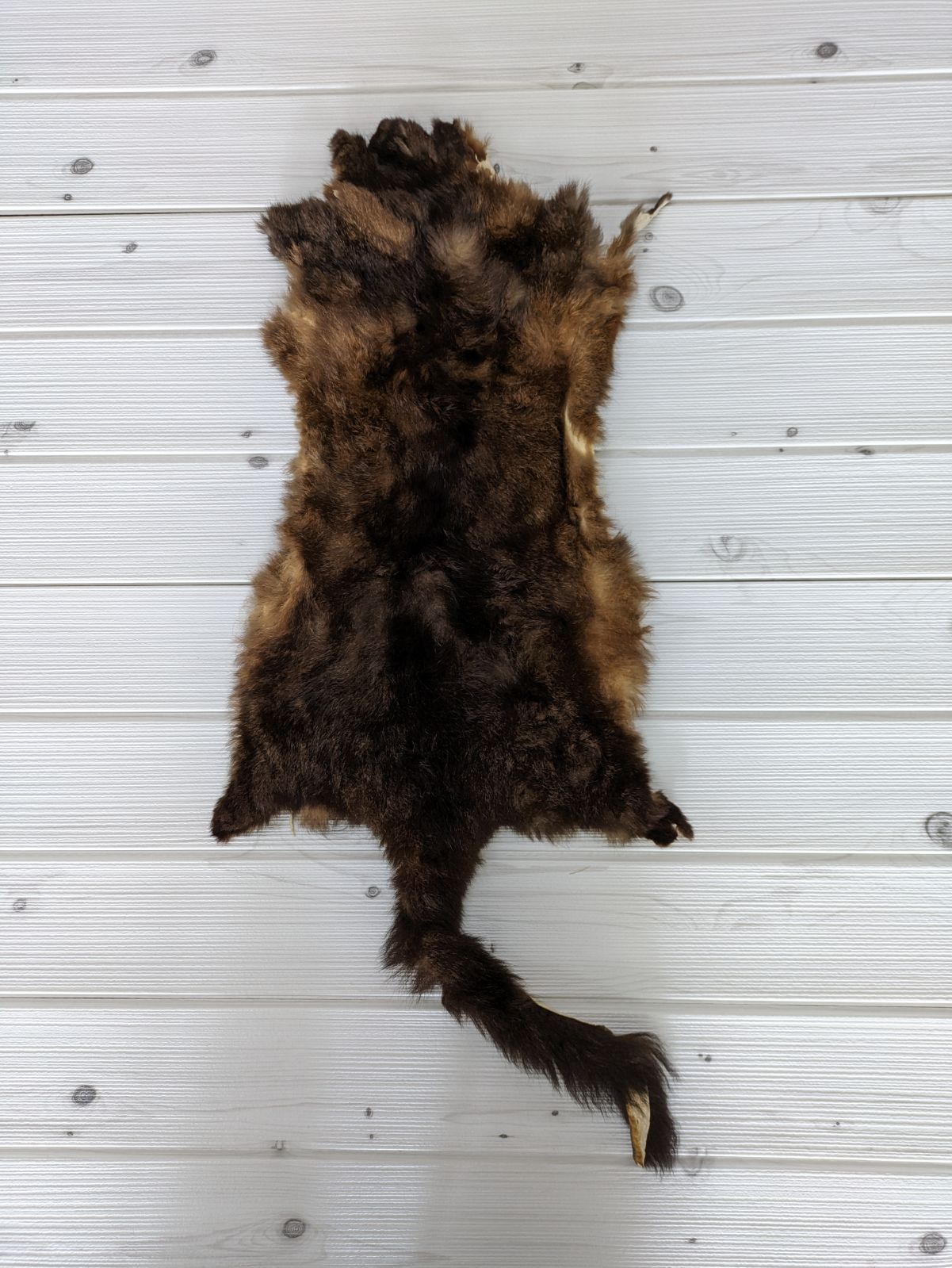 キタオポッサムの毛皮　１点もの 毛皮】オーストラリアンオポッサム1234