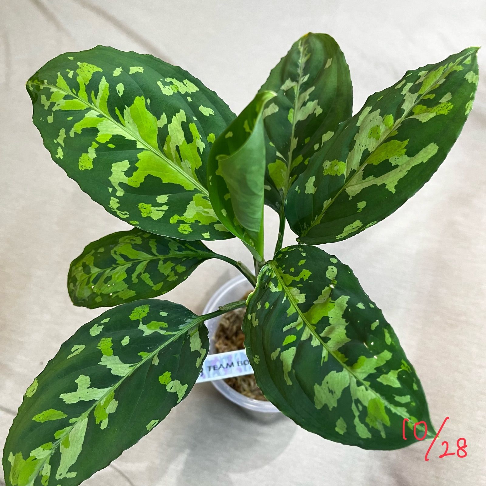 アグラオネマ ピクタム Aglaonema picutm GW2001-60 