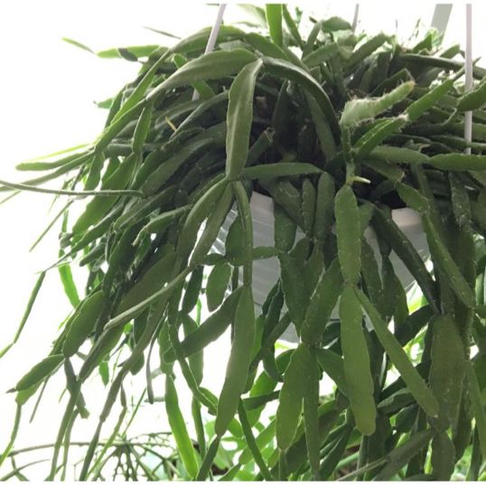 ご検討用 リプサリス メガランサ カット苗 発根済 3300円になります ご検討用 リプサリス メガランサ カット苗 発根済 3300円になります