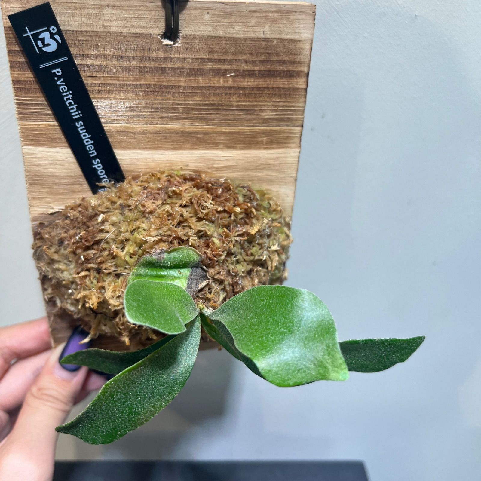 P. Veitchii sudden spore ビカクシダ ベイチー スーダン スポア