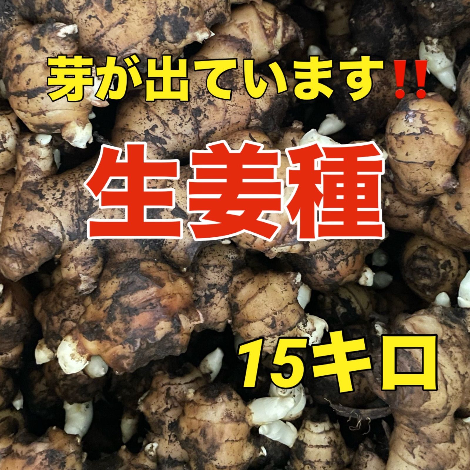 大きな生姜種‼️芽が出ています‼️15キロ - メルカリ