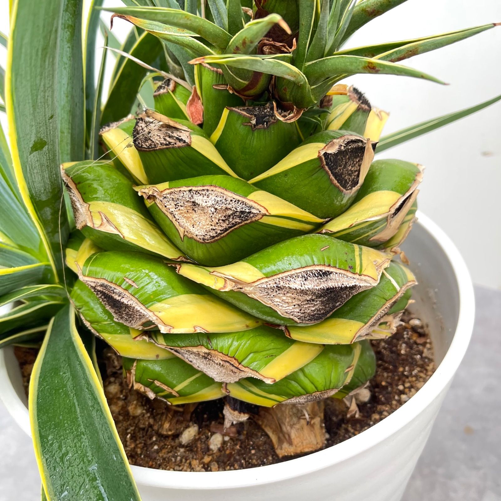 アガベ アメリカーナ錦 抜き苗 アガベ アメリカーナ 特大 抜き苗