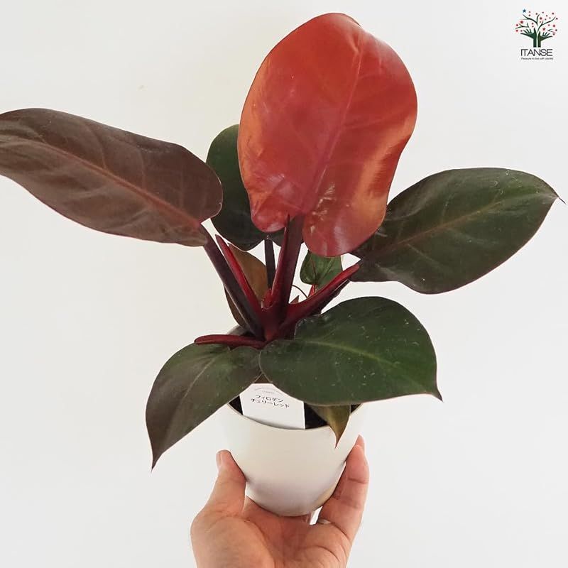 ＩＴＡＮＳＥ フィロデンドロン チェリーレッド 4号 3個セット 品種で選べる観葉植物 学名 Philodendron Cherry Red サトイモ科 非耐寒性常緑多年草●新芽は鮮やかな赤色で展開し 成長とともに徐々に緑色へと変化していきます YUZUMIYA_COM