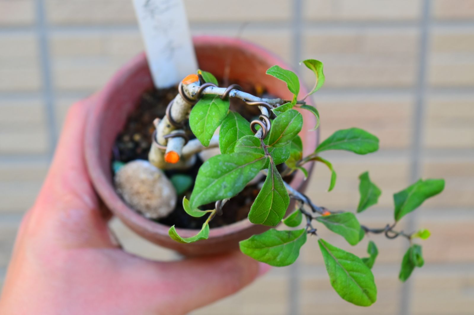 老爺柿 ミニ盆栽 - メルカリ