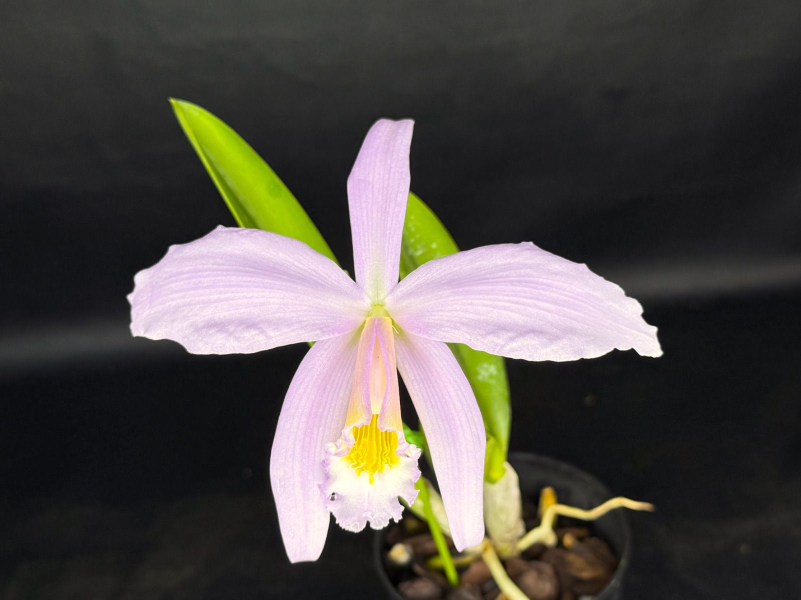 洋蘭原種カトレアC purpurata carnea Dumb Angel(4.0)