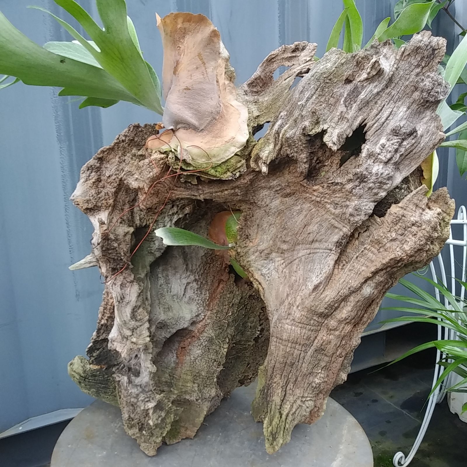 現品 特大 着生流木ビカクシダ ☆ ビフルカツム ☆ 耐寒性あり 