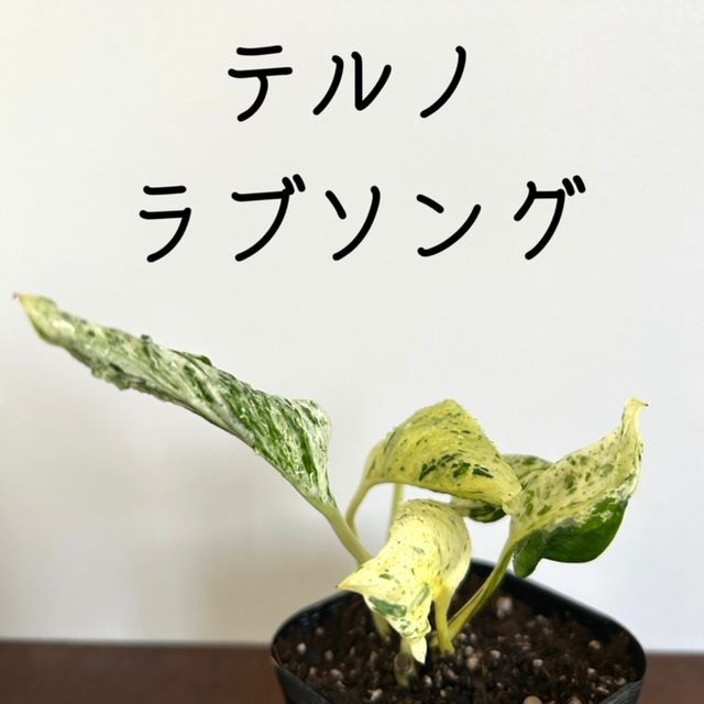 ポトス/テルノ ラブソング/3】希少 レア ハンギング インテリアプランツ 吊るす 蔓性植物 観葉植物 室内 - メルカリ