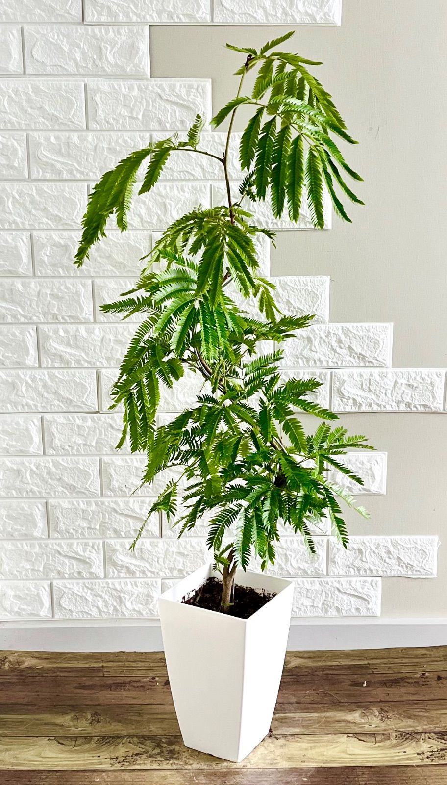 エバーフレッシュ⭐️曲がり エバーフレッシュ⭐️曲がり