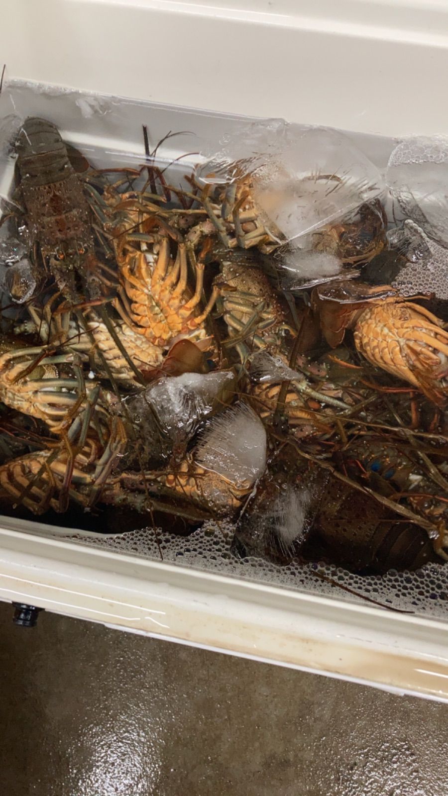 新品・7営業日以内発送】モトユキ GTS-A-125-12 グローバルソー 窯業