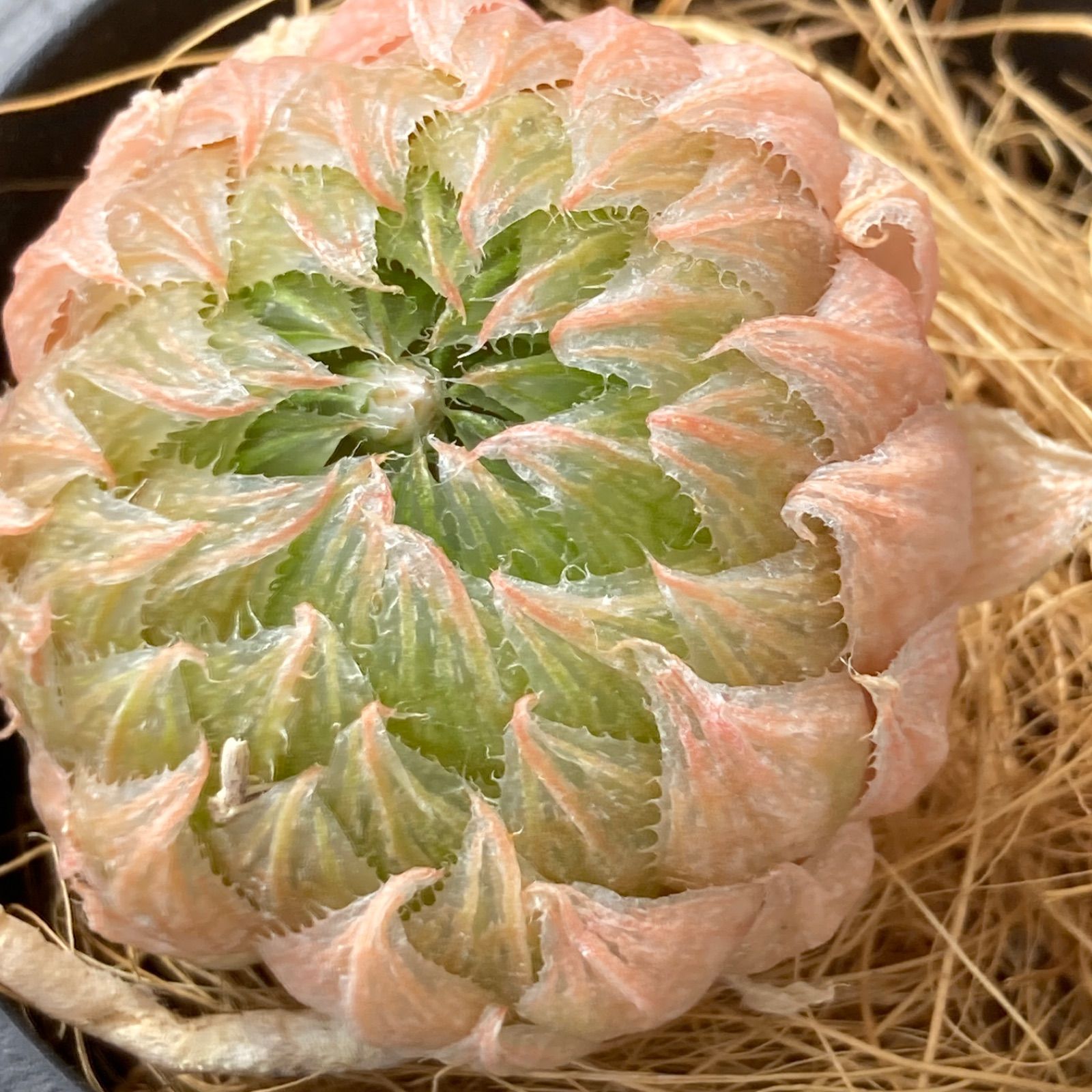 ハオルチア クーペリー錦⭐️ピンクゴールド⭐️ 透明度超高 極上美苗